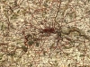 london1808-detail.jpg