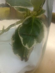 sticky-jar-2