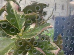 sticky-8