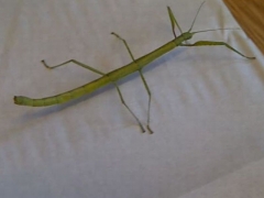 sticky-25