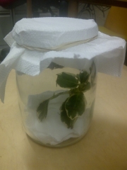 sticky-jar-1