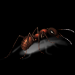 ant