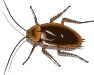 insect