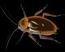 insect_25