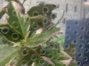 sticky-8