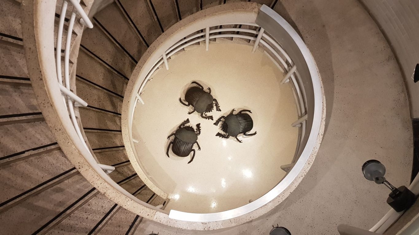 murrayedwardsdungbeetle-01