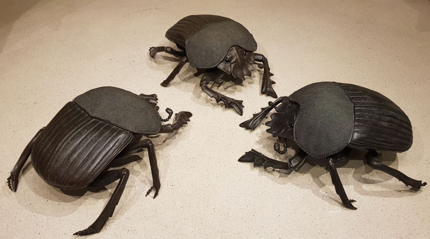 murrayedwardsdungbeetle-02