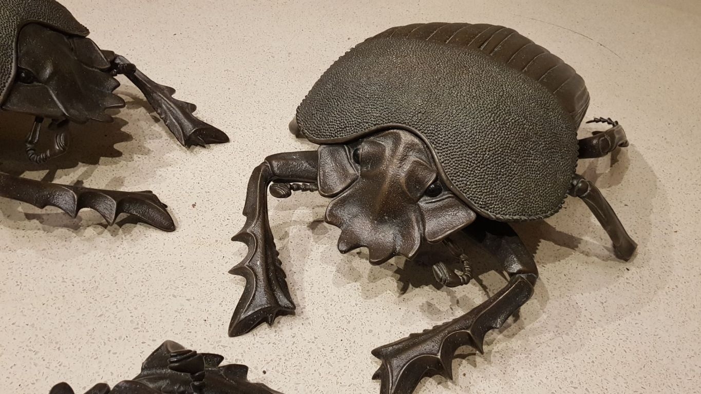 murrayedwardsdungbeetle-03