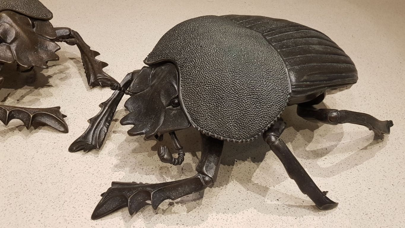 murrayedwardsdungbeetle-04