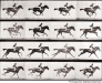 muybridge-horse