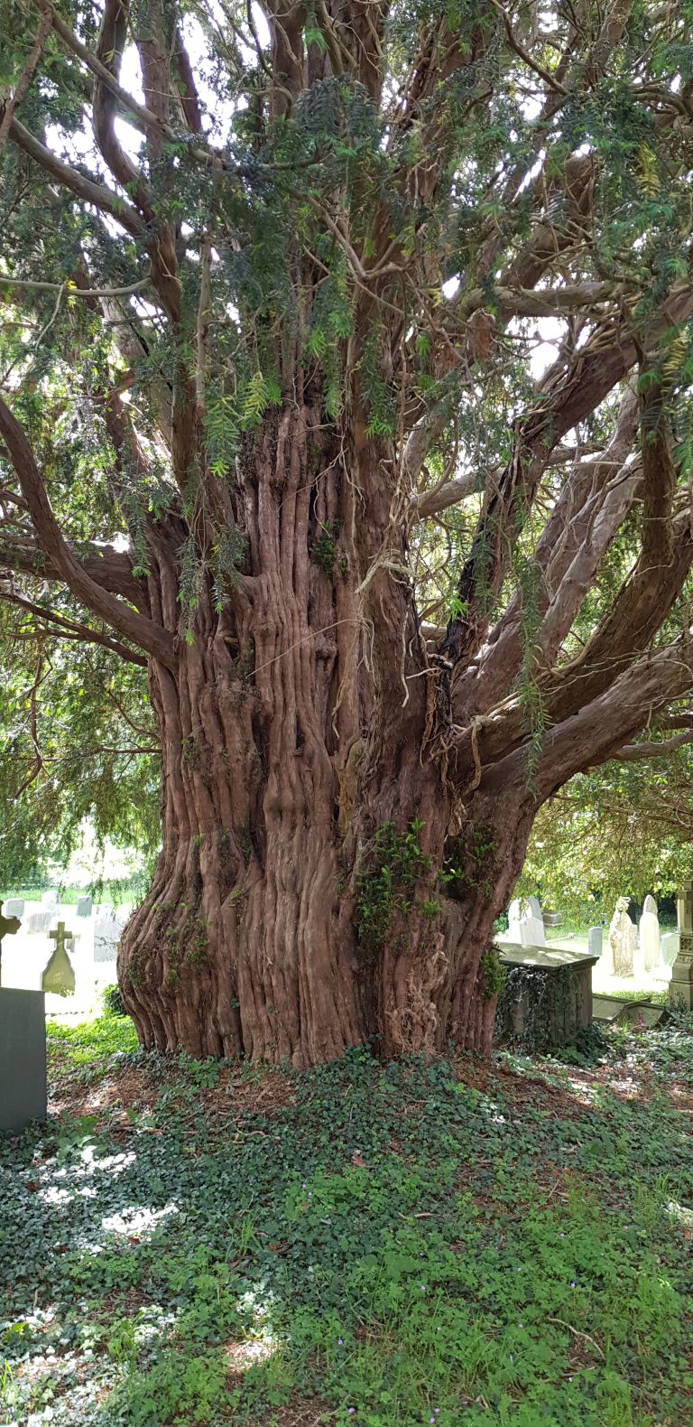 Llansilin Church Ancient Yew Tree